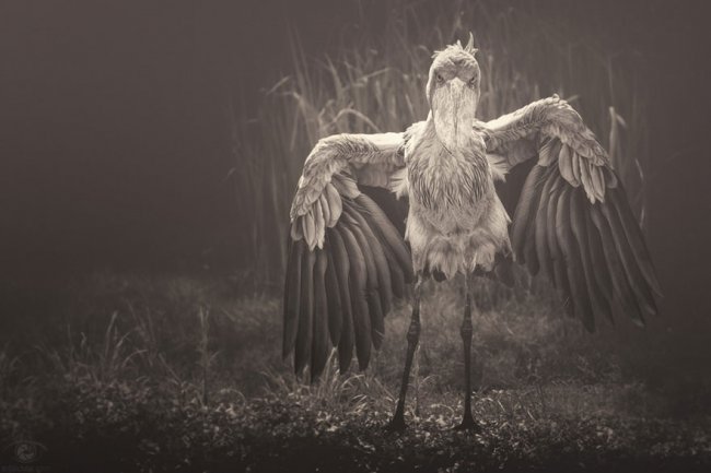 Фотографии из мира животных, которые заставляют задуматься